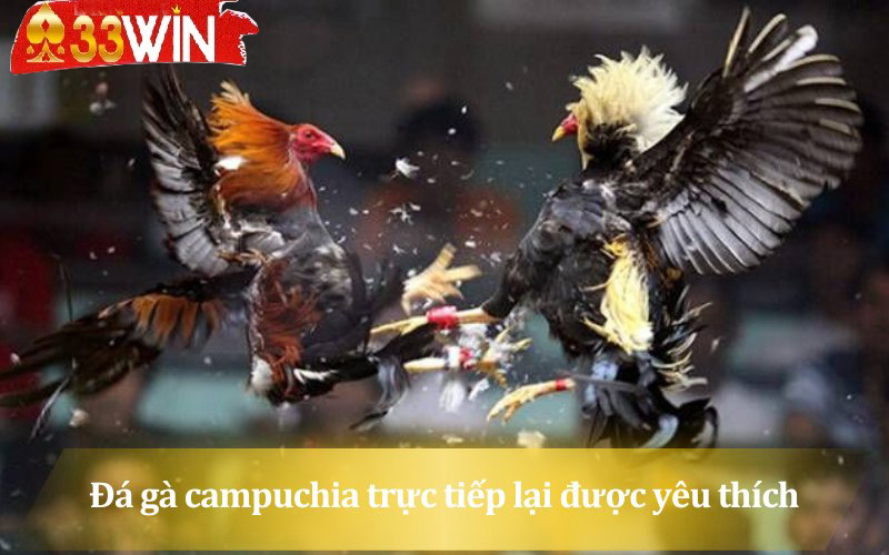 Lý do hình thức đá gà này được đông đảo kê thủ yêu thích