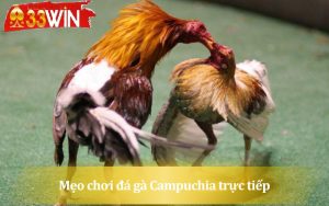Một số mẹo chơi đá gà Campuchia hiệu quả