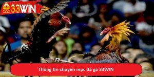 Thông tin chuyên mục đá gà 33WIN