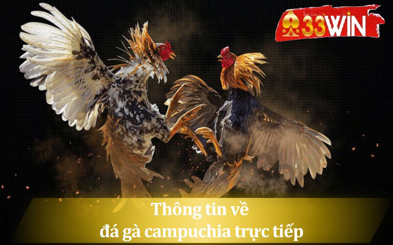 Tìm hiểu thông tin về đá gà campuchia trực tiếp